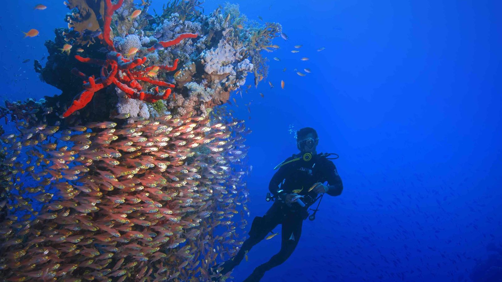 Ultimate Hurghada Day: Dolphins, Coral Reefs & Camel Ride