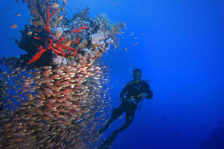 Ultimate Hurghada Day: Dolphins, Coral Reefs & Camel Ride