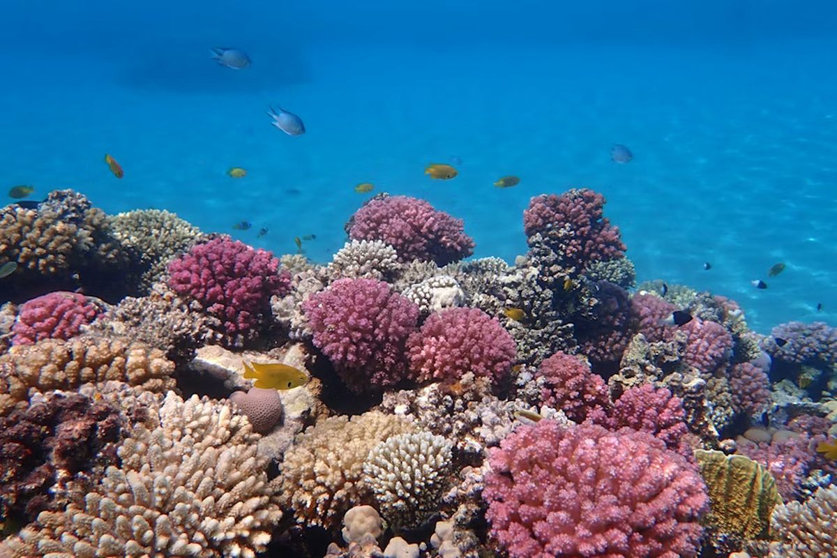 Red Sea and Ancient Wonders (12 Days)