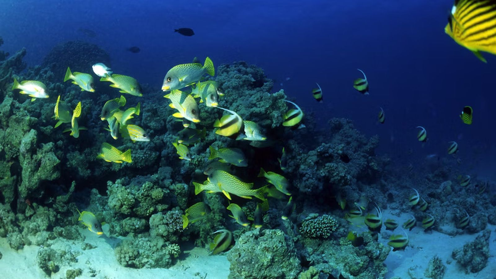 Ultimate Hurghada Day: Dolphins, Coral Reefs & Camel Ride