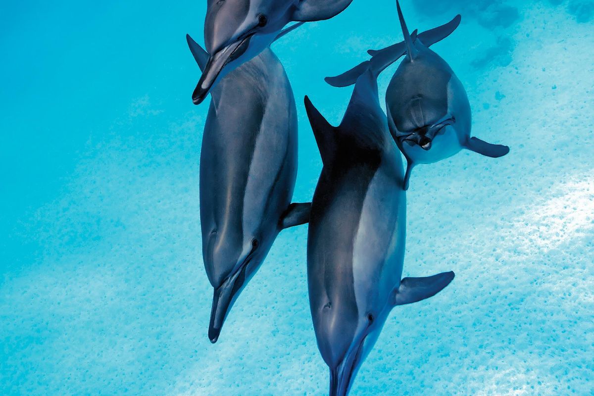 Egypt Dream: Seven Days of Ancient Wonders & Coastal Calm