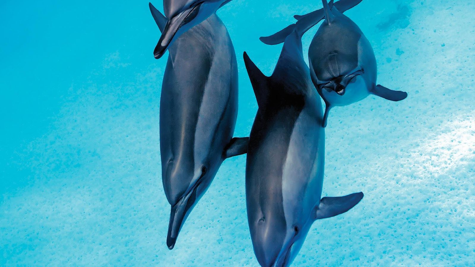 Ultimate Hurghada Day: Dolphins, Coral Reefs & Camel Ride